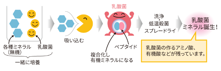 「乳酸菌ミネラル」の製法